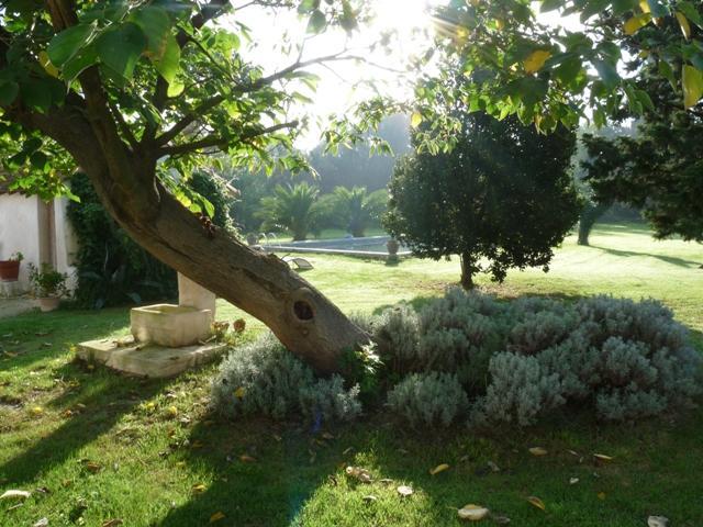 Mas De Bouvet En Camargue Bed and Breakfast Albaron Exteriör bild